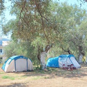 Olive Camping